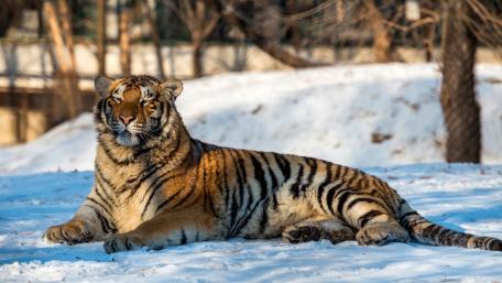 Majestic Tiger in a Winter Landscape wallpaper
