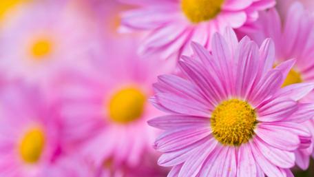 Delicate Pink Flower Blossoms wallpaper