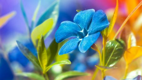 Blue Catharanthus wallpaper
