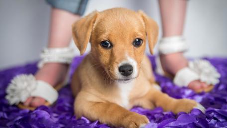 Adorable Puppy Relaxing on Colorful Bedding wallpaper