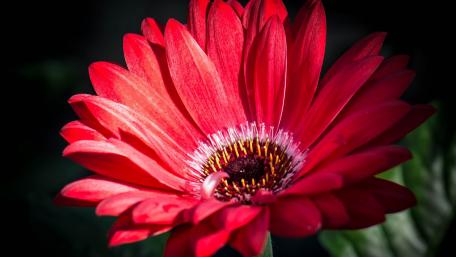 Vibrant Red Flower in Full Bloom wallpaper