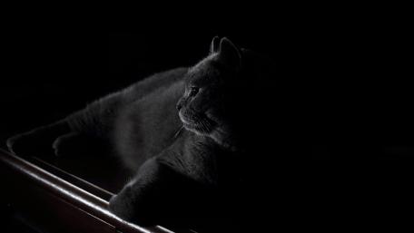 Elegant Black Cat in Shadows wallpaper
