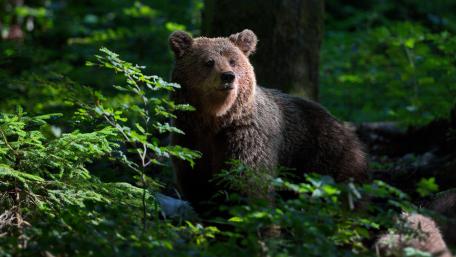 Majestic Bear in Serene Forest Environment wallpaper