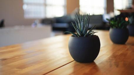 Elegant Potted Succulent Enhances Modern Decor wallpaper