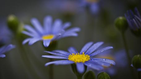 Delicate Blue Blooms in Focus wallpaper
