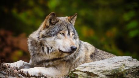 Majestic Wolf in Nature's Embrace wallpaper
