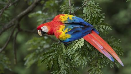 Colorful Parrot in Vibrant Jungle Foliage wallpaper