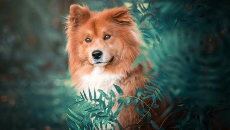 Majestic Dog Amidst Lush Foliage wallpaper