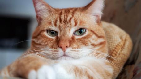 Charming Cat with Striking Eyes wallpaper