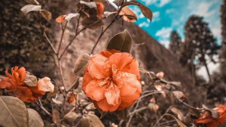 Vibrant Red Blossom Amidst Nature's Beauty wallpaper