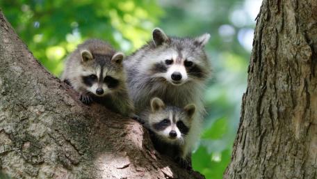 Adorable Raccoons Playing in Nature wallpaper