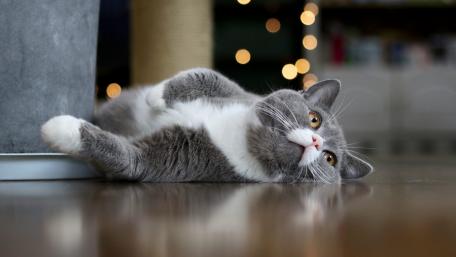 Charming Cat Relaxing on the Floor wallpaper