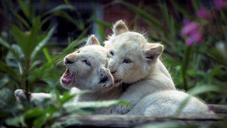 Adorable Lion Cubs Playing Together in Nature wallpaper
