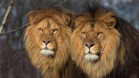 Majestic Lions in Harmony wallpaper