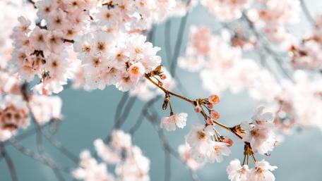 Spring Blossoms in Full Bloom wallpaper