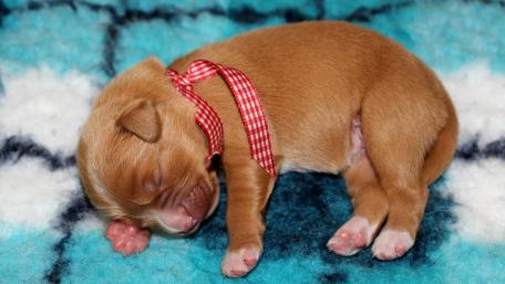 Snuggled Up Pupper in Dreamland wallpaper