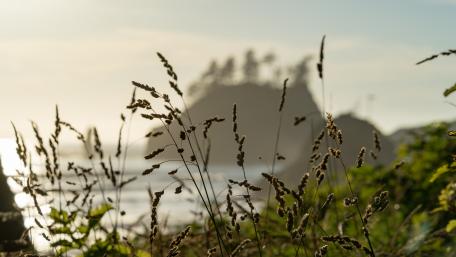 Gentle Breeze Among Tranquil Coastal Grasslands wallpaper