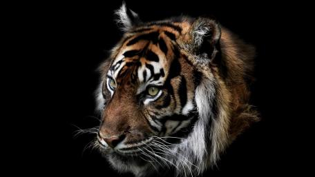 Tiger Majesty in Darkness wallpaper