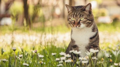 Graceful Cat in a Sunlit Meadow wallpaper