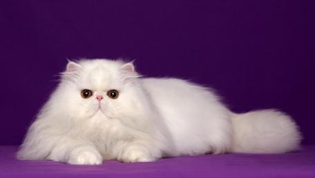 Fluffy White Persian Cat on Vibrant Purple Background wallpaper