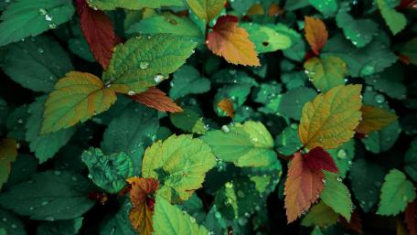 Vibrant Green Nettle Leaves with Dewdrops wallpaper