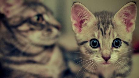 Adorable Kittens Capturing Hearts Everywhere wallpaper