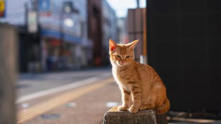Charming Ginger Cat in Urban Setting wallpaper