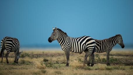 Zebras in Stunning Wildlife Scene wallpaper