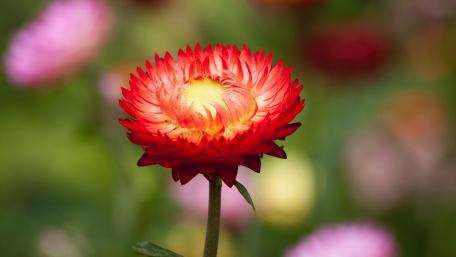 Vibrant Red Blossom in Soft Focus wallpaper