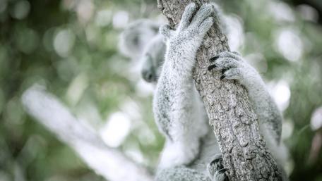Koala paws wallpaper