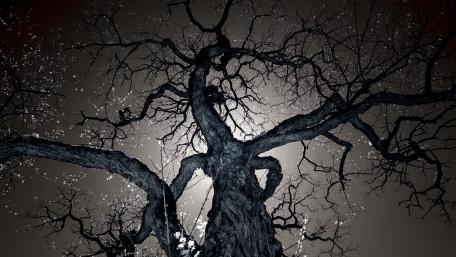 Solitary Tree Under the Starry Night Sky wallpaper