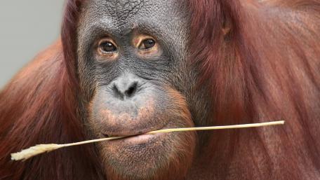 Orangutan wallpaper