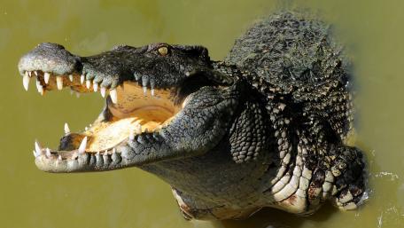Majestic Crocodile Emerges from Water wallpaper