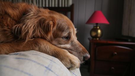 Lonely Dog Contemplating Life's Moments wallpaper
