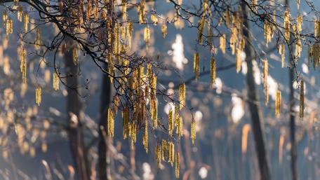 Birch tree wallpaper