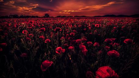 Poppy Field at Sunset wallpaper
