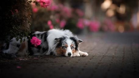 Tranquil Border Collie Amidst Blossoms wallpaper