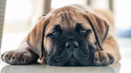 Adorable dog resting peacefully on a sunny day wallpaper