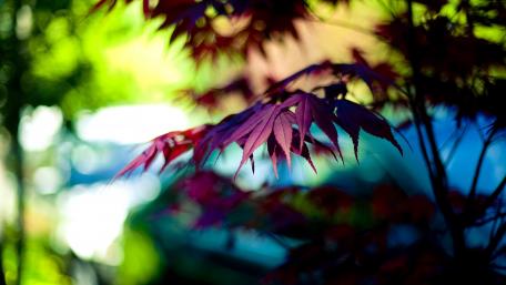 Vibrant Blurred Leaves in Nature's Embrace wallpaper