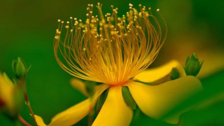 Vibrant Yellow Flower in Macro Detail wallpaper