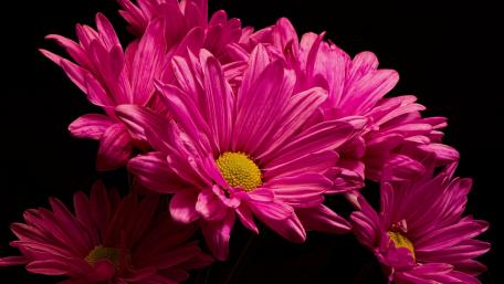 Vibrant Pink Blooms Against Dark Background wallpaper