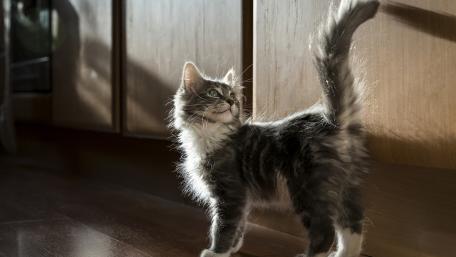 Curious Cat in Sunlight wallpaper