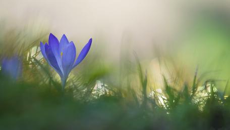 Springtime Bloom of Crocus Flower in Soft Focus wallpaper