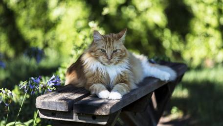 Relaxing Cat on a Sunny Bench wallpaper