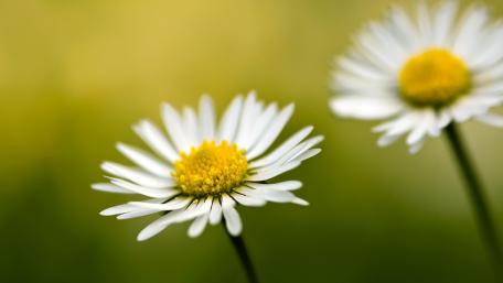 Delicate Daisies in Soft Focus wallpaper