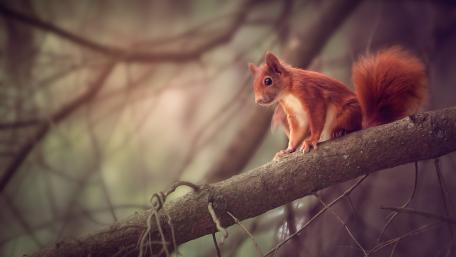 Charming Squirrel on a Branch wallpaper