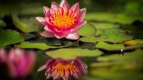 Serene Lotus Reflection Wallpaper wallpaper