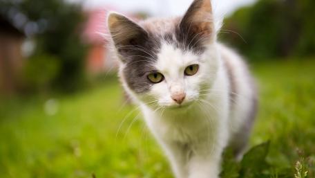 Curious Cat in Nature wallpaper