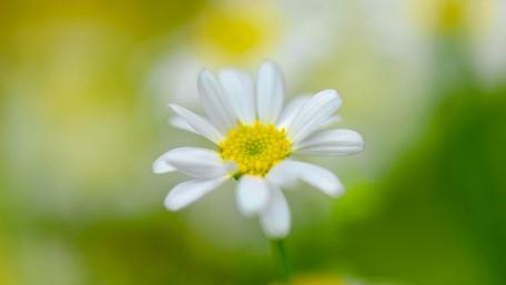 Serene White Daisy in Bloom wallpaper
