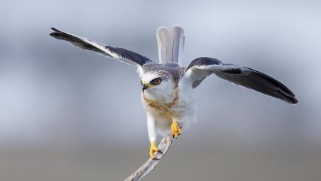 Majestic Bird of Prey in Flight wallpaper